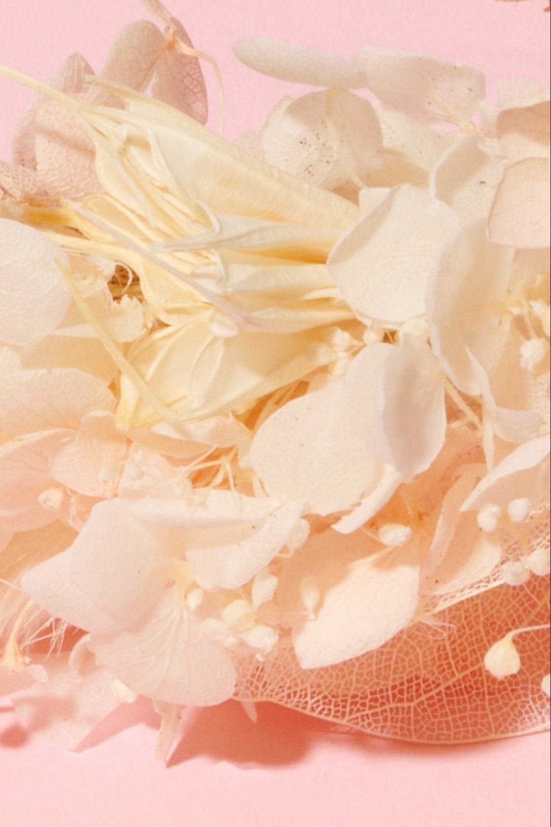 White Crown - Shufizoo